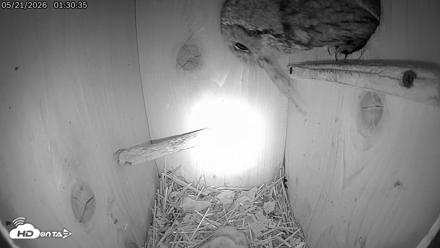 Eastern Screech Owl Live Cam - May 21, 2026, 8:00am CDT