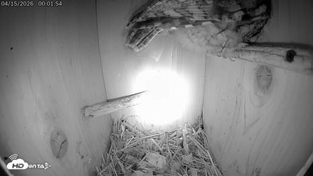 Eastern Screech Owl Live Cam - Apr 15, 2026, 1:52am CDT
