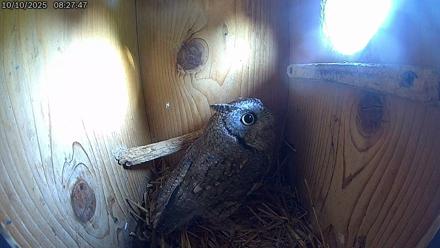 Eastern Screech Owl Live Cam - Oct 13, 2025, 9:07pm CDT