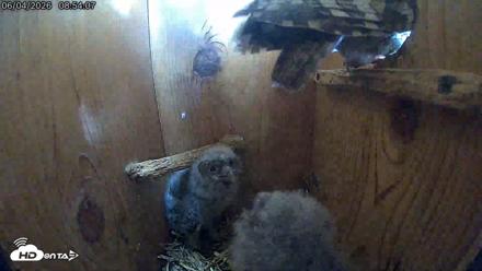 Eastern Screech Owl Live Cam - Jun 4, 2026, 9:01am CDT