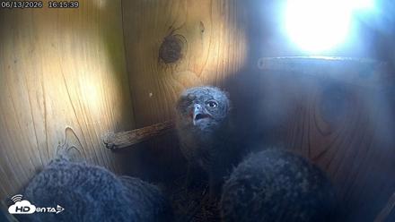Eastern Screech Owl Live Cam - Jun 13, 2026, 9:26pm CDT
