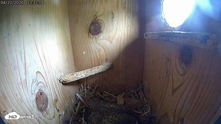 Eastern Screech Owl Live Cam - Apr 21, 2026, 1:20pm CDT