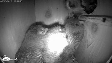 Eastern Screech Owl Live Cam - Jun 13, 2026, 10:58pm CDT