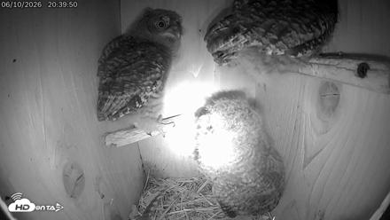Eastern Screech Owl Live Cam - Jun 11, 2026, 12:08am CDT