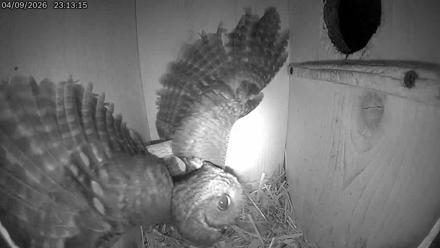 Eastern Screech Owl Live Cam - Apr 10, 2026, 3:33am CDT