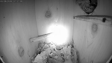 Eastern Screech Owl Live Cam - Jan 28, 2026, 7:08am CST