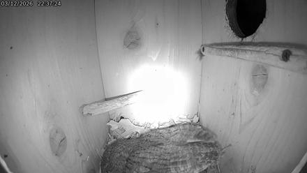 Eastern Screech Owl Live Cam - Mar 12, 2026, 10:56pm CDT
