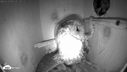 Eastern Screech Owl Live Cam - Apr 15, 2026, 3:56am CDT