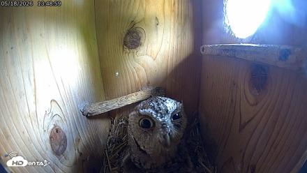 Eastern Screech Owl Live Cam - May 18, 2026, 3:22pm CDT