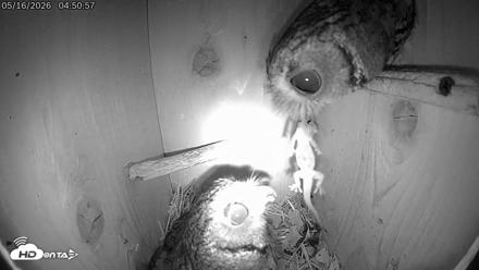Eastern Screech Owl Live Cam - May 16, 2026, 11:38am CDT