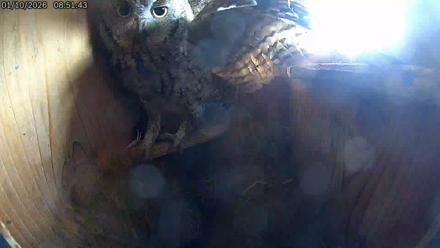 Eastern Screech Owl Live Cam - Jan 10, 2026, 2:44pm CST