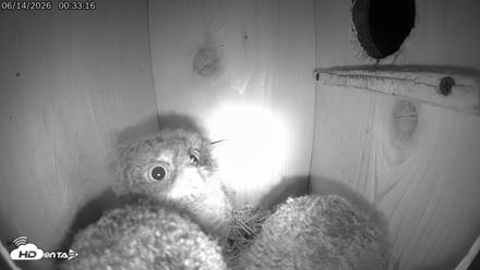 Eastern Screech Owl Live Cam - Jun 14, 2026, 12:33am CDT