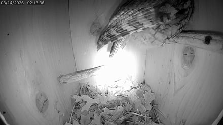 Eastern Screech Owl Live Cam - Mar 14, 2026, 4:56am CDT