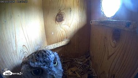 Eastern Screech Owl Live Cam - Apr 10, 2026, 11:30am CDT