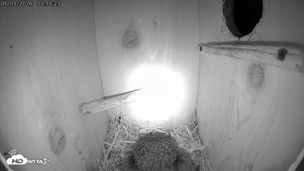 Eastern Screech Owl Live Cam - May 1, 2026, 1:56pm CDT