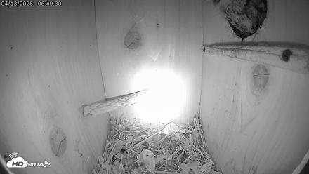 Eastern Screech Owl Live Cam - Apr 13, 2026, 11:48am CDT