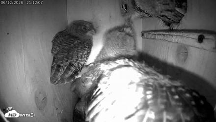 Eastern Screech Owl Live Cam - Jun 12, 2026, 9:59pm CDT
