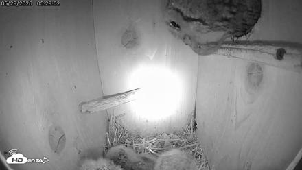 Eastern Screech Owl Live Cam - May 29, 2026, 5:30am CDT