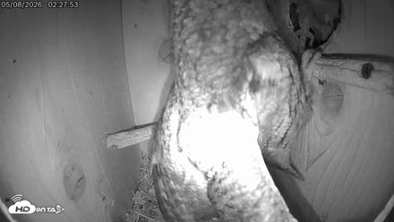 Eastern Screech Owl Live Cam - May 8, 2026, 5:06am CDT