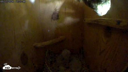 Eastern Screech Owl Live Cam - May 27, 2026, 5:10pm CDT