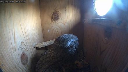 Eastern Screech Owl Live Cam - Mar 27, 2026, 3:41am CDT