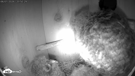 Eastern Screech Owl Live Cam - Jun 7, 2026, 10:40pm CDT