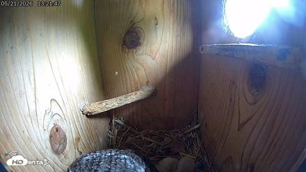 Eastern Screech Owl Live Cam - May 21, 2026, 3:35pm CDT