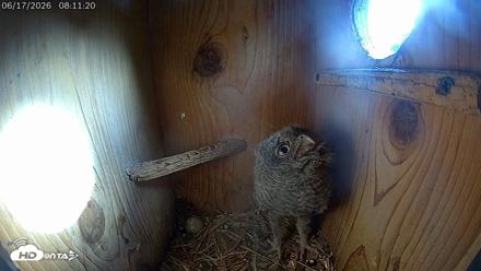 Eastern Screech Owl Live Cam - Jun 17, 2026, 8:19am CDT