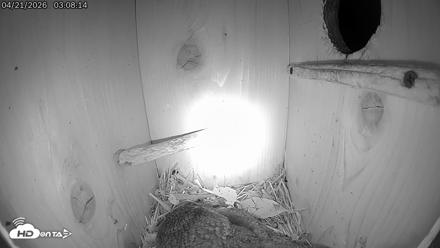 Eastern Screech Owl Live Cam - Apr 21, 2026, 1:10pm CDT