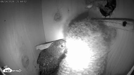 Eastern Screech Owl Live Cam - Jun 15, 2026, 12:49am CDT
