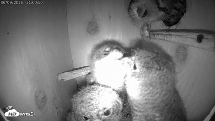 Eastern Screech Owl Live Cam - Jun 9, 2026, 11:31pm CDT