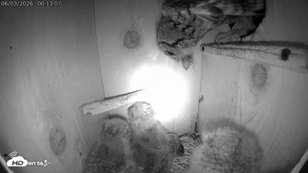 Eastern Screech Owl Live Cam - Jun 3, 2026, 12:22am CDT