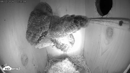 Eastern Screech Owl Live Cam - Jun 12, 2026, 10:02pm CDT