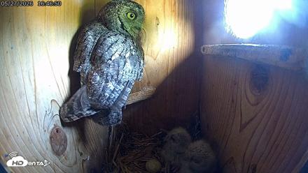Eastern Screech Owl Live Cam - May 27, 2026, 5:24pm CDT