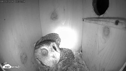 Eastern Screech Owl Live Cam - Apr 15, 2026, 4:13am CDT