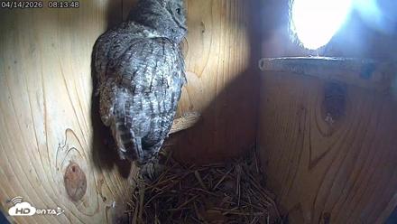 Eastern Screech Owl Live Cam - Apr 14, 2026, 10:48am CDT