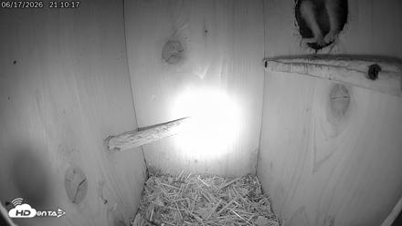 Eastern Screech Owl Live Cam - Jun 17, 2026, 9:16pm CDT