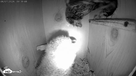 Eastern Screech Owl Live Cam - Jun 7, 2026, 7:15am CDT