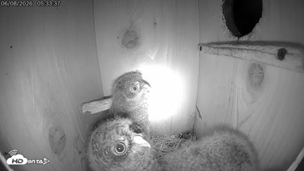 Eastern Screech Owl Live Cam - Jun 8, 2026, 5:34am CDT