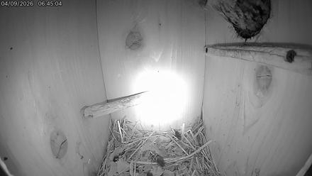 Eastern Screech Owl Live Cam - Apr 9, 2026, 9:54am CDT