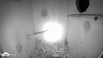 Eastern Screech Owl Live Cam - May 17, 2026, 7:40am CDT