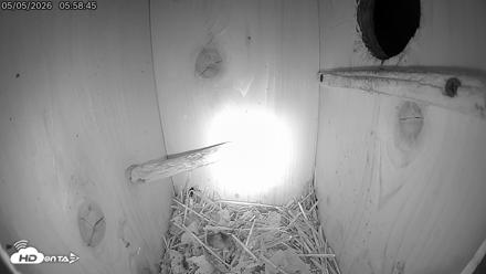 Eastern Screech Owl Live Cam - May 5, 2026, 6:02am CDT
