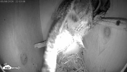 Eastern Screech Owl Live Cam - May 9, 2026, 6:36am CDT