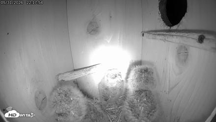 Eastern Screech Owl Live Cam - May 31, 2026, 10:21pm CDT
