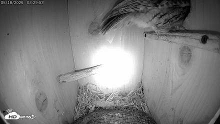 Eastern Screech Owl Live Cam - May 18, 2026, 11:19am CDT
