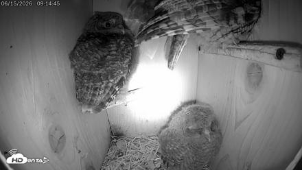 Eastern Screech Owl Live Cam - Jun 15, 2026, 5:23pm CDT