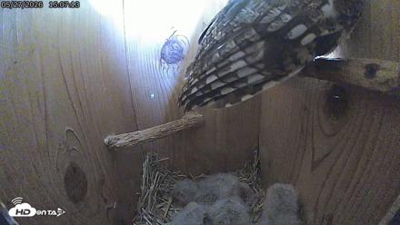 Eastern Screech Owl Live Cam - May 27, 2026, 3:10pm CDT