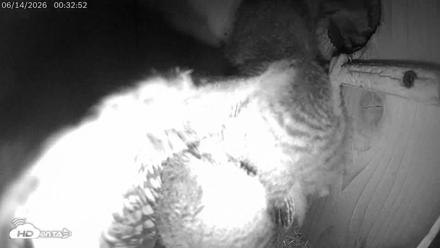 Eastern Screech Owl Live Cam - Jun 14, 2026, 6:37am CDT