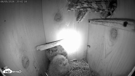 Eastern Screech Owl Live Cam - Jun 5, 2026, 10:34pm CDT