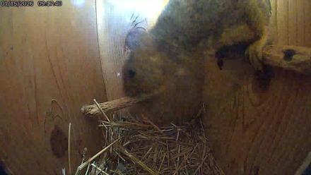 Eastern Screech Owl Live Cam - Jan 15, 2026, 1:57pm CST